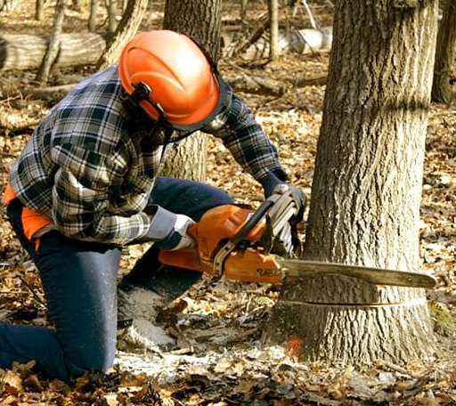 Tree Removal in Bryant, WI